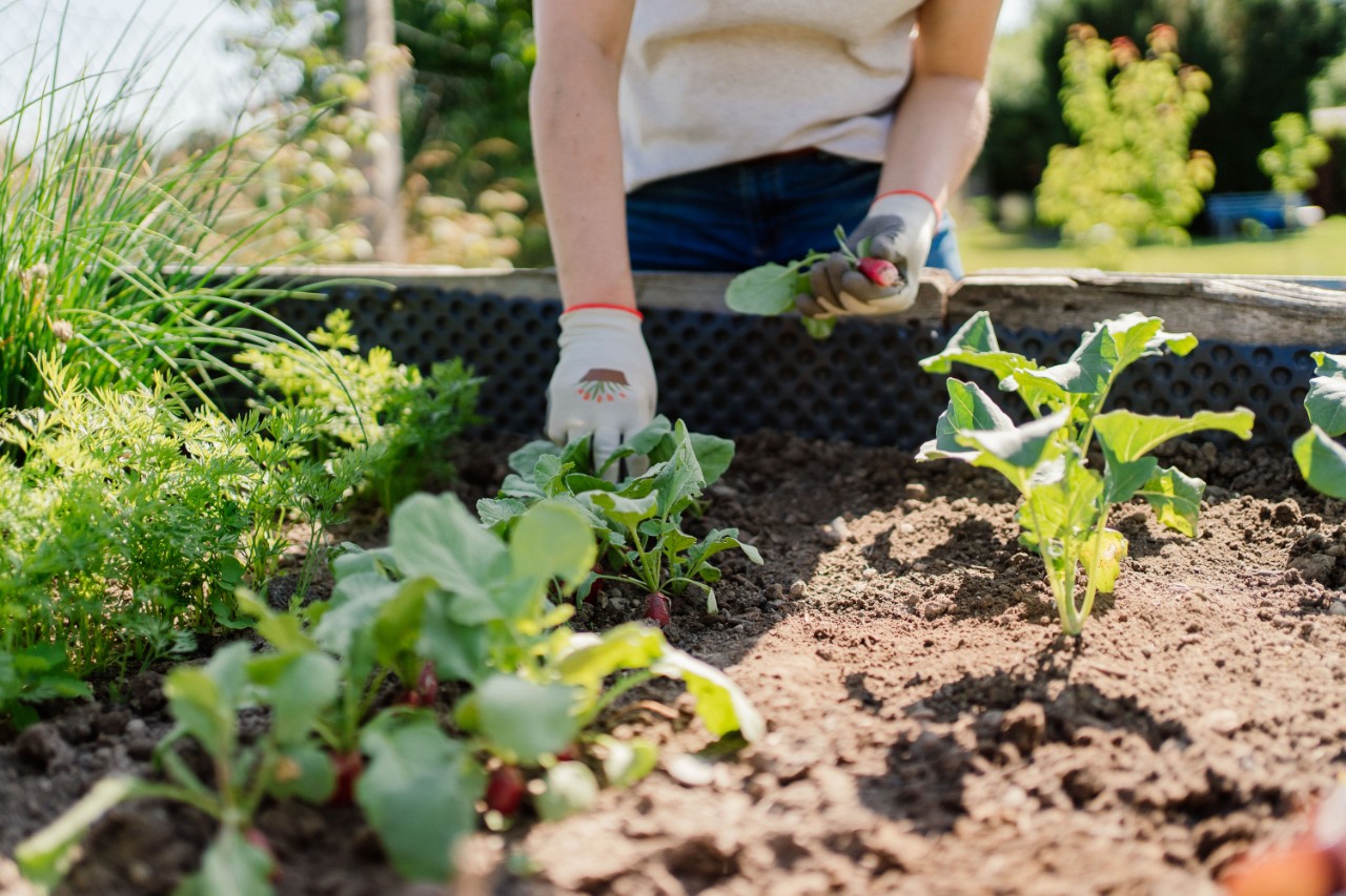Handen aan het werk in moestuin